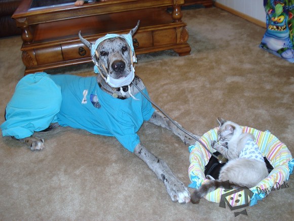 Paging Dr. Dog