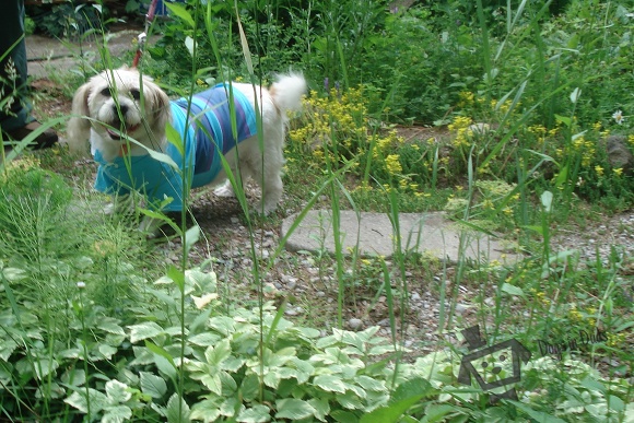 striped dog shirt, dog clothes, summer, dog park, dog walk, walking trails, Shitzu pug cross, shitzu, pug, Shitzu pug
