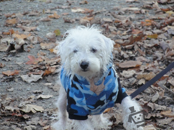 cleaning up the yard, dog clean-up