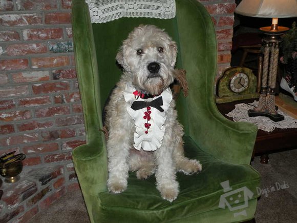 wheaten terrier, funny, cute, furry, long hair, photoshoot, bib, dog bib, silly