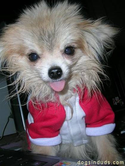 Pomeranian costume christmas puppy cute