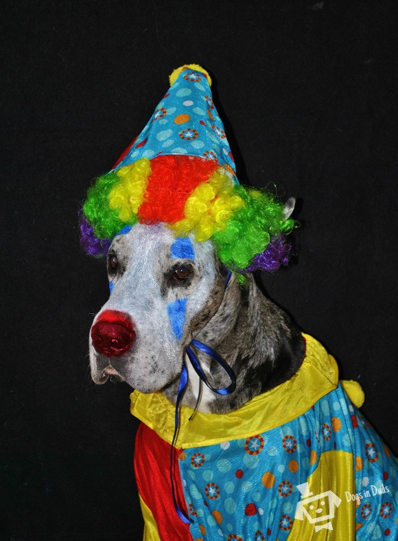 clown costume, dog paint, halloween