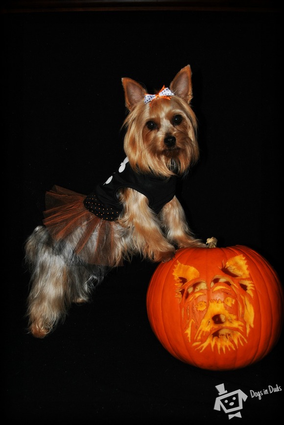 Cute yorkie wearing a dress