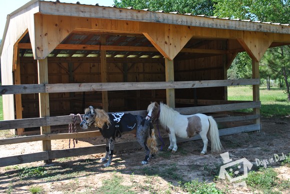 a great dane next to a miniature pony