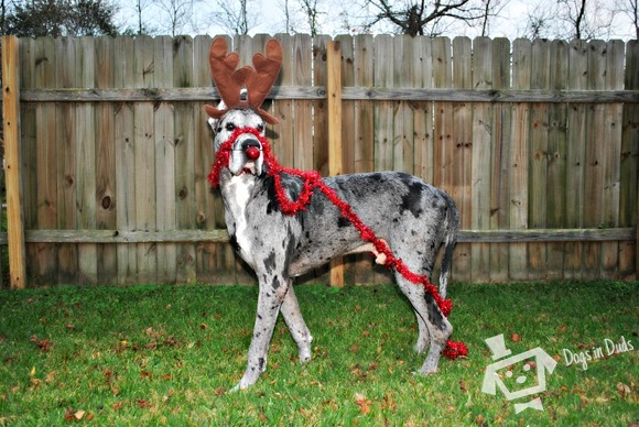 christmas dog costume