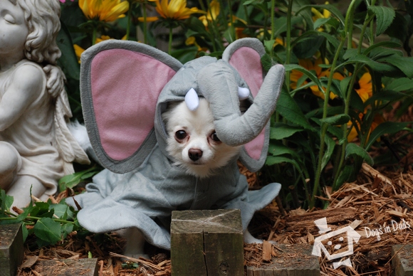 What sound does an elephant make?