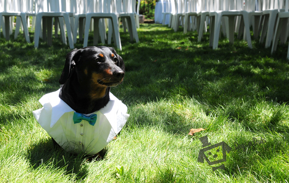 dog tuxedo, ring berrer, dog ring bearer, baxhound, daschund