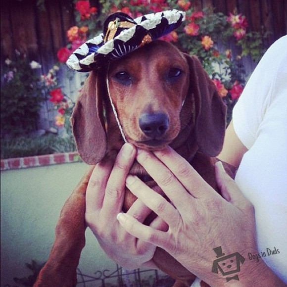 dog, dog hat, mexican dog, weiner dog, cute, cinco de mayo