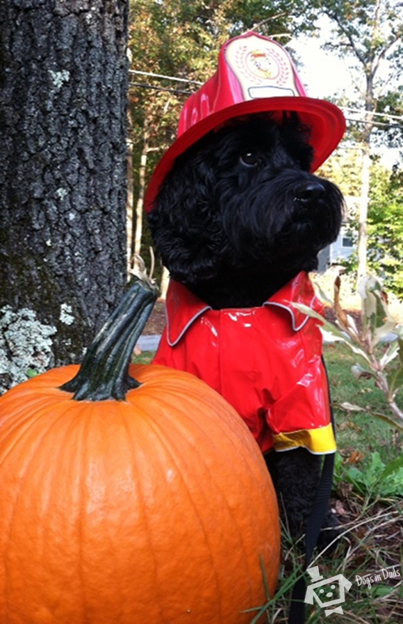 firefighter costume, dog costume