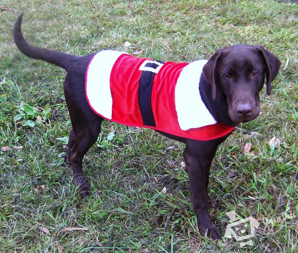 Santa dog costume