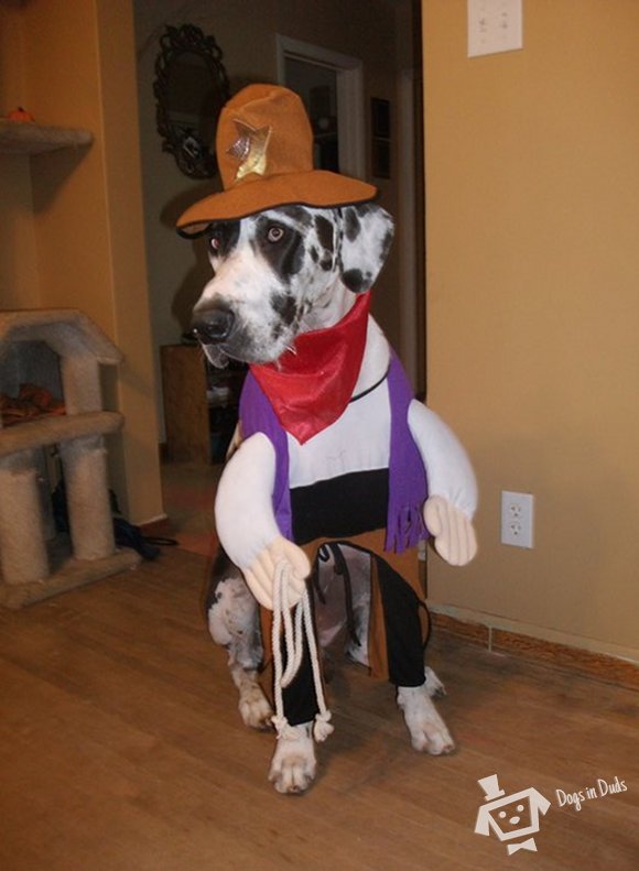 cowboy halloween costume, dog costumes, great dane dog costume