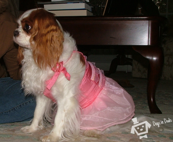 dog tutu