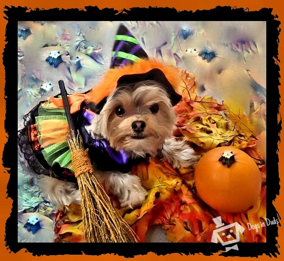 witch halloween costume