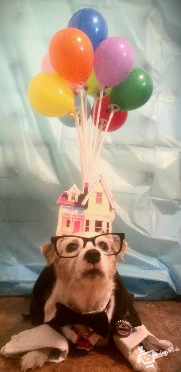 jack russel terrier balloons