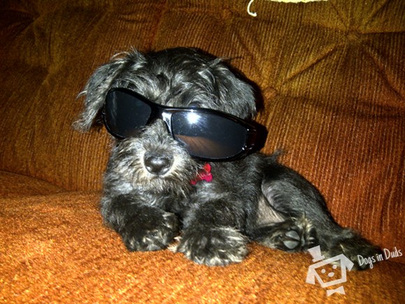 Sweet Shades
