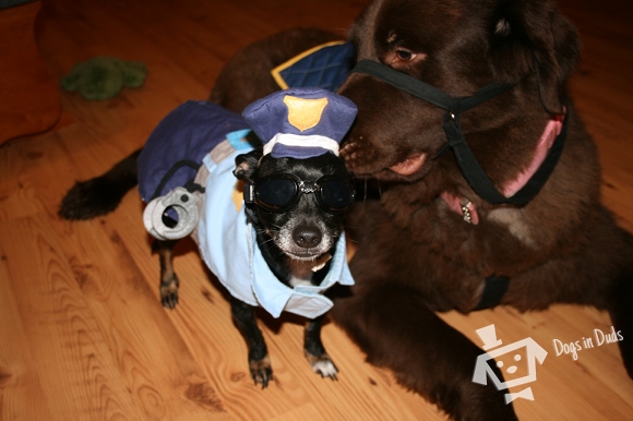 police dog, costume, horse costume, cute dogs