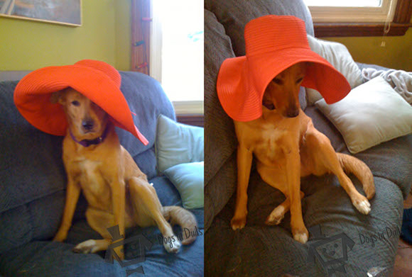 floppy sun hat, big floppy hat, horses races, mutt, mixed breed dog, cute, funny pictures