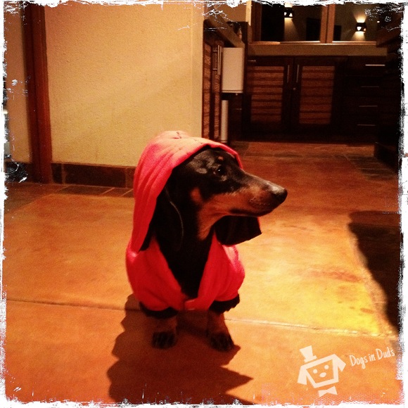 dog hoodie