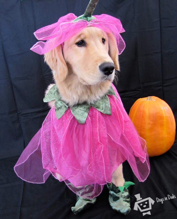 The Fairy Dogmother