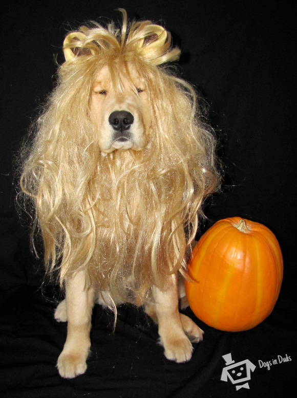 lion dog costume, lion costume, animal costume, funny costumes