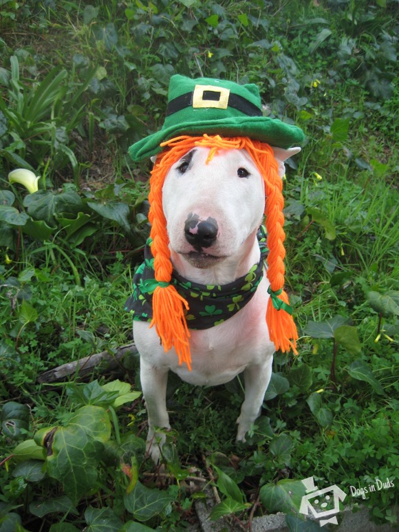 leprechan dog costume, irish dog, irish terrier, bull terrier