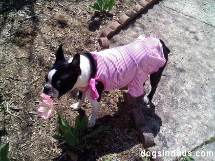 boston terrier, pics, pearl, dog, tulip, cute, dress, easter