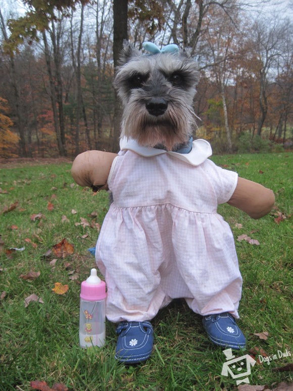 baby schnauzer