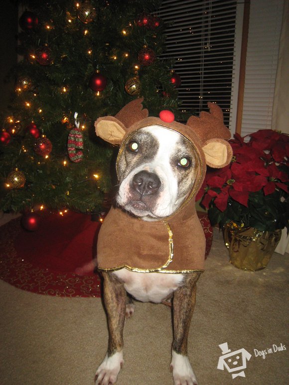 christmas dog costume