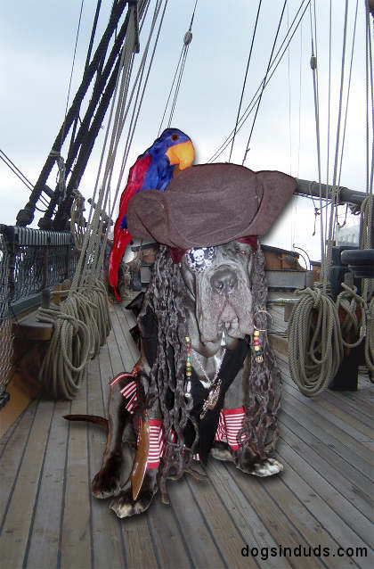 dog pirate costume, mastiff