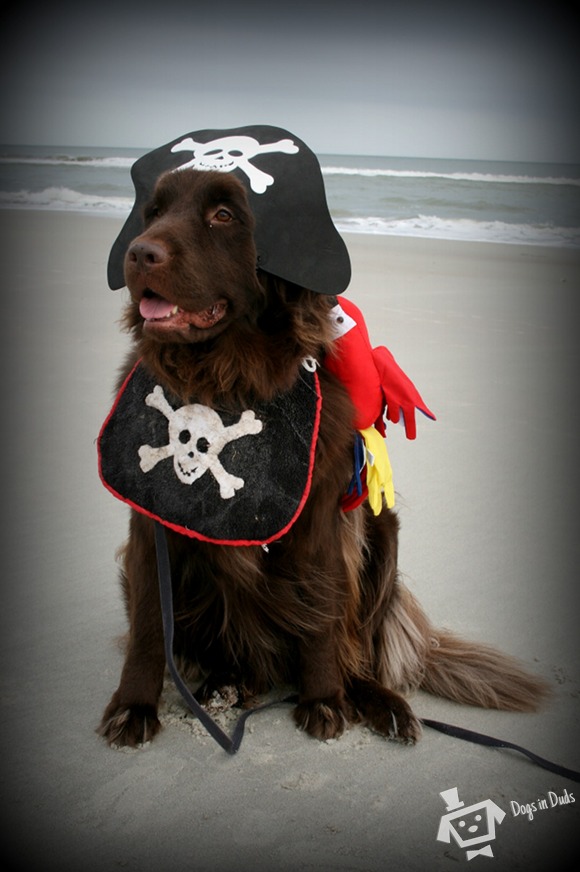 pirate costume