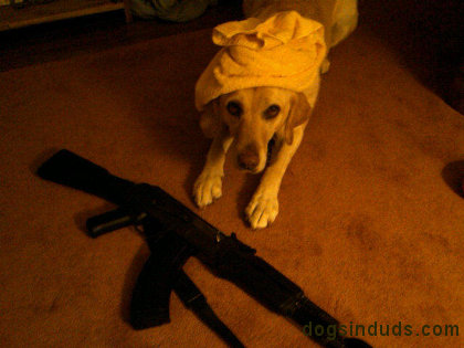 arab dog, dog gun, labrador retriever, yellow lab