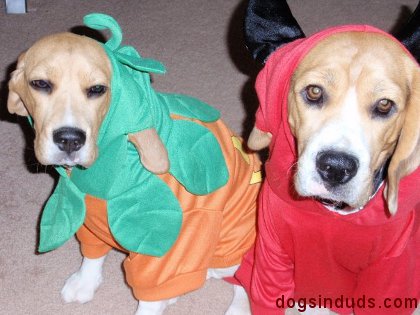 beagle, hound dog, pumpkin, red, costume, dog clothes