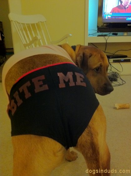 dog underwear, funny dogs, dog pictures, mutt, alaska