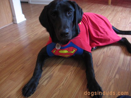 black lab costume, halloween costume, superman dog costume, black superman