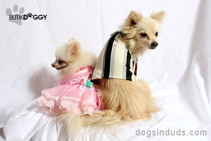 cute dogs costume two dogs dog date pom pom pomeranian dogs cute picture 