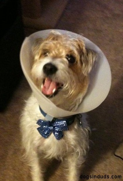 It makes a Head Cone Much More Attractive