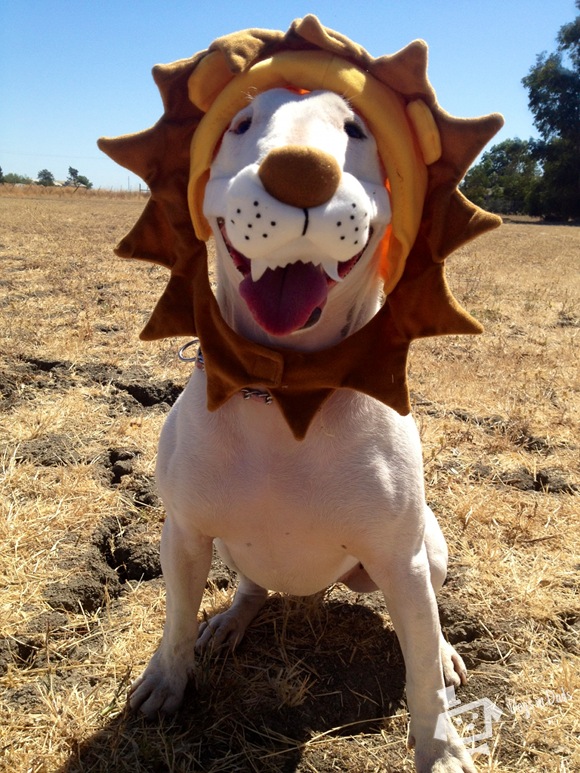 A Real Plush Lion