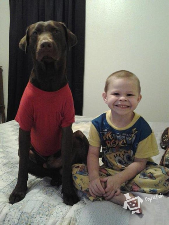 bros, dog shirt, red shirt, chocolate lab, red lab