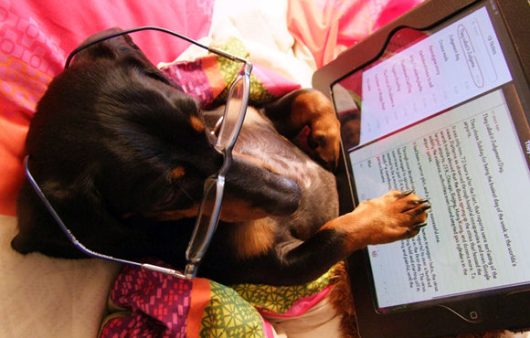 dog using ipad, dog, ipad, win an ipad 3, ipad 3, contest, photo contest