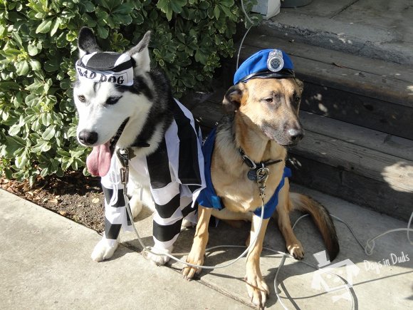 police dog costume