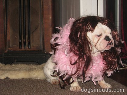 english bulldog, bull dog, cute, puppy, ballerina, tiny dancer, dog tutu