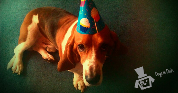 basset hound, birthday, dog birthday, hat