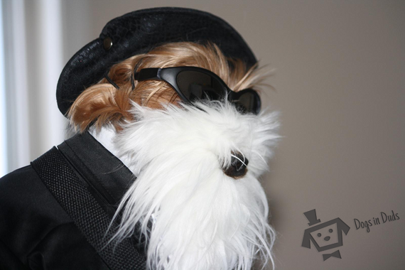 yorkie, zz top, beard, dog beard, hat