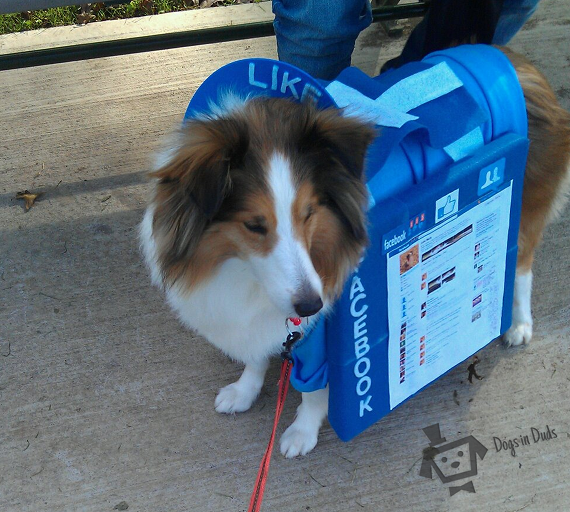 dog, sheltie, colie, facebook costume, facebook dog costume