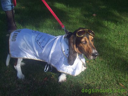 elvis dog costume, ringo dog, beagle, basset hound