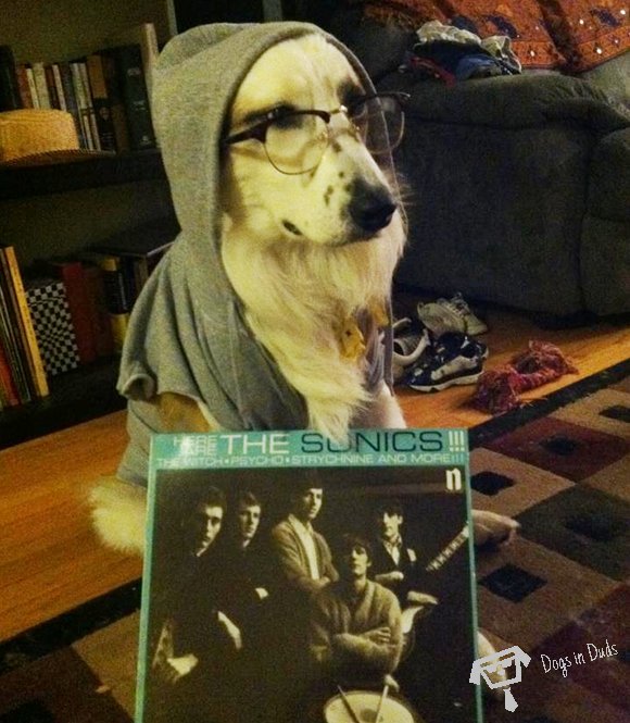 hipster dog, funny, music snob, dog music snob, portland music snob