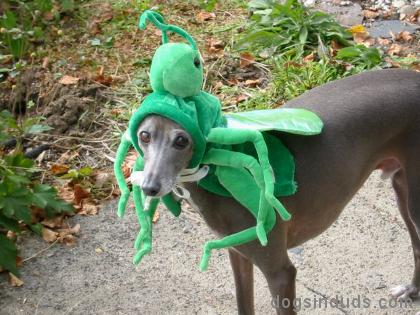 dog, grasshopper, green, costume, funny, pics, photo, greyhound