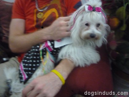 maltese, dress, pretty dog, cute pictures, dog dress, poka dot, polka dot, dog dress