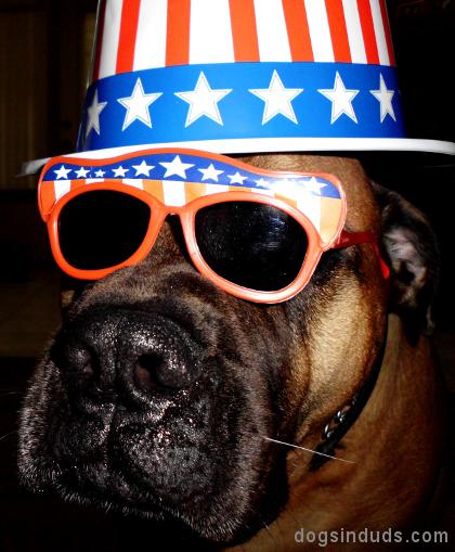 uncle sam, dog hat, patriot, dog costume, america