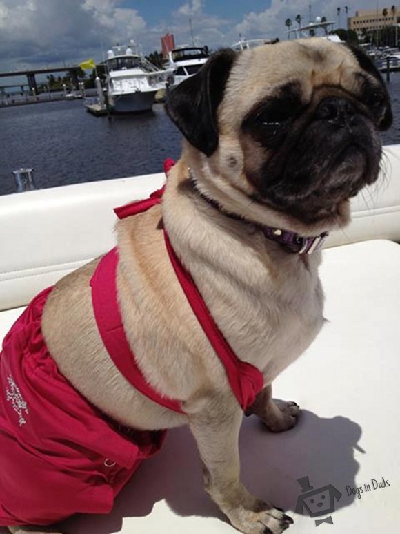 dog, bikini, beach, baywatch